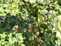 Persicaria sagittata (L.) H. Gross resmi