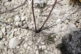 Слика од Brassica elongata subsp. pinnatifida (Schmalh.) Greuter & Burdet