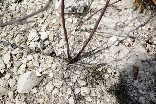 Image of Brassica elongata subsp. pinnatifida (Schmalh.) Greuter & Burdet