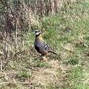 Image of Reeves's Pheasant