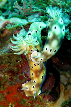 Image of Leopard head flapper slug