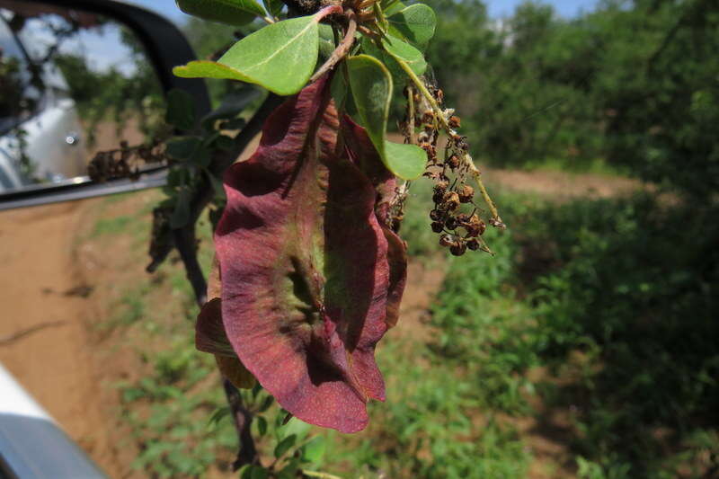 Image of Purple-pod cluster-leaf