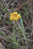 Image de Helichrysum auriceps O. M. Hilliard