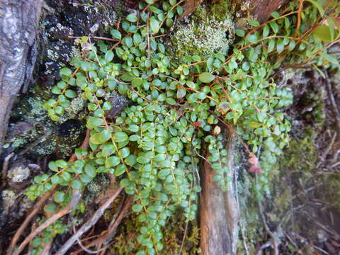 Image of creeping snowberry