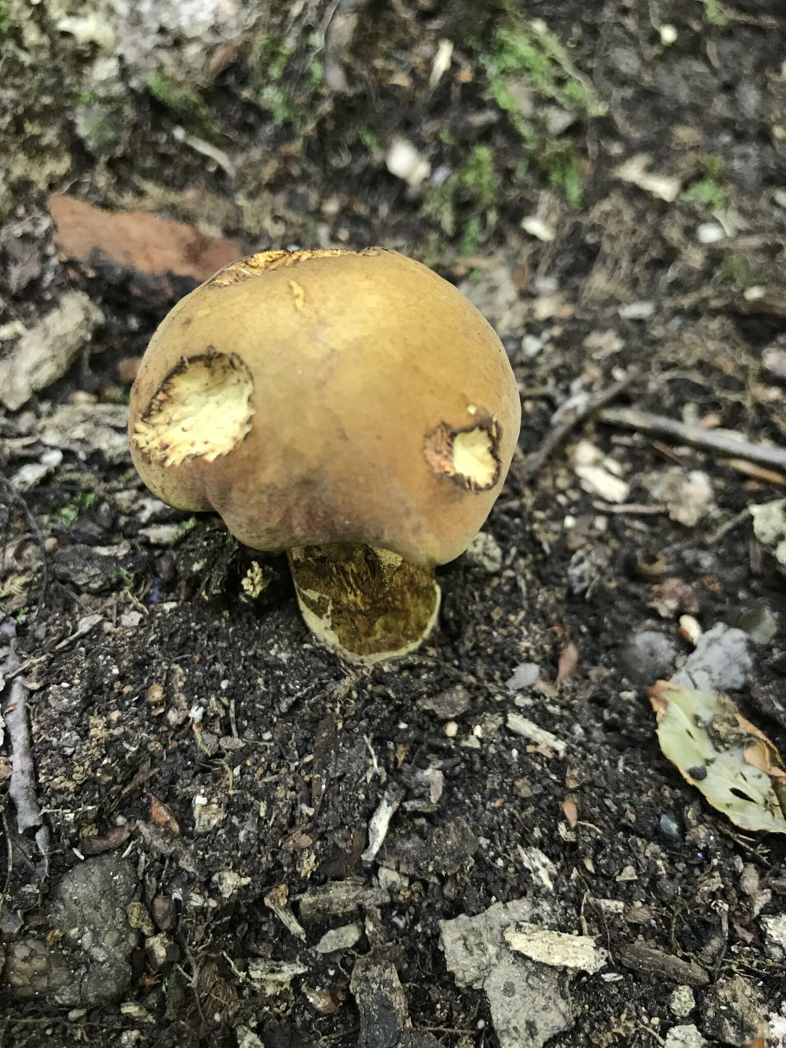 Boletus vermiculosoides A. H. Sm. & Thiers 1971的圖片