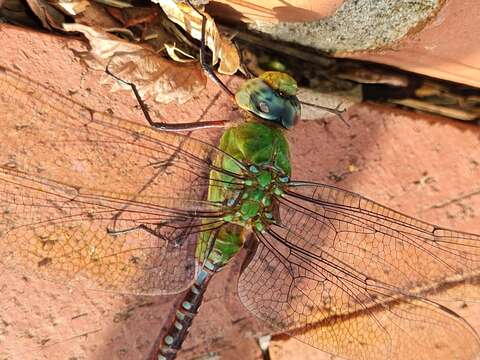 Image of Blue-spotted Comet Darner