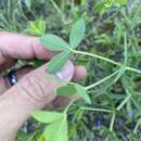 Слика од Baptisia australis var. minor (Lehm.) Fernald