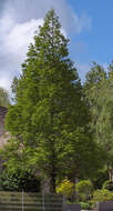 Image of dawn redwood