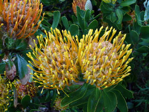 Image of Leucospermum cuneiforme (Burm. fil.) Rourke