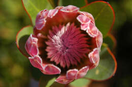 Image of Bot River protea