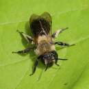 Image of Neighborly Andrena