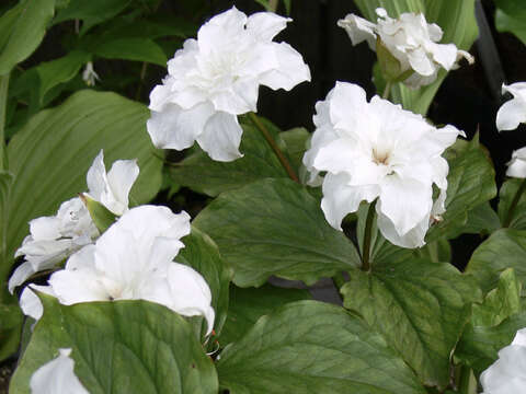 Image of White trillium