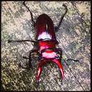 Lucanus elaphus Fabricius 1775的圖片