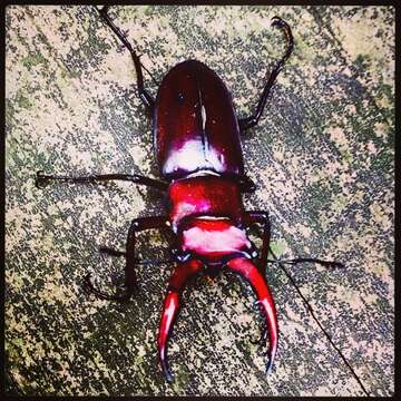 صورة Lucanus elaphus Fabricius 1775