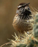 Image of Cactus Wren