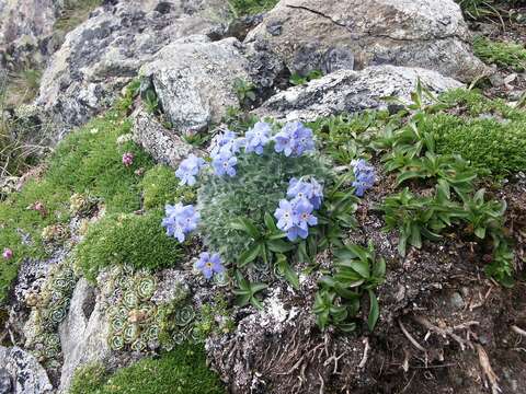 Imagem de Eritrichium nanum (L.) Gaudin