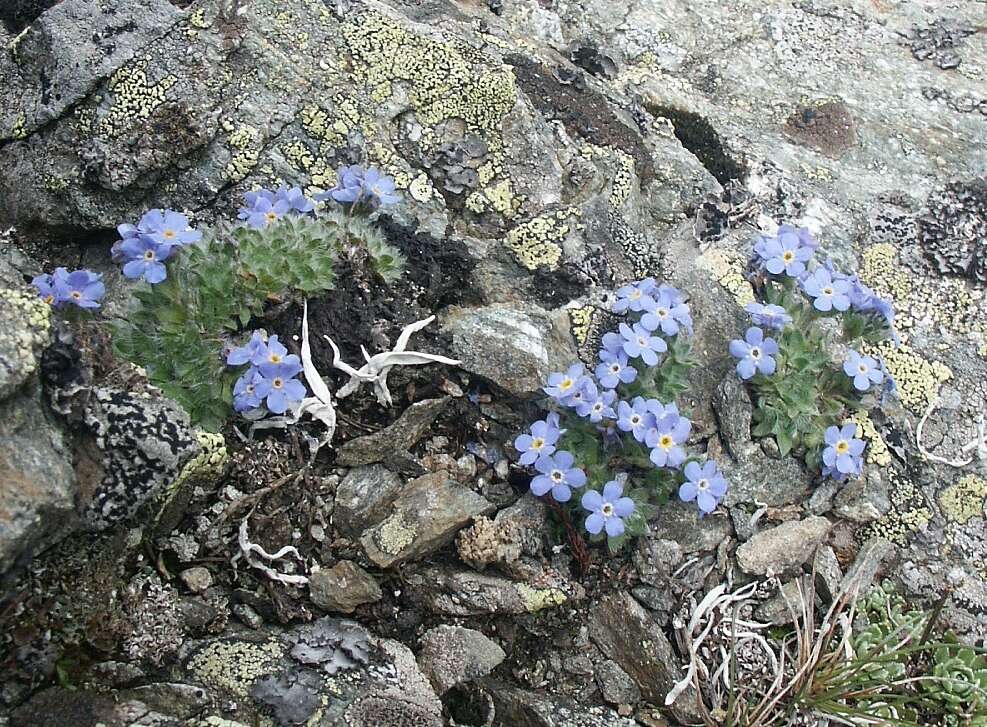 Imagem de Eritrichium nanum (L.) Gaudin