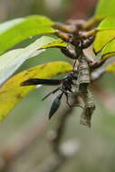 Image of Polistes goeldii Ducke 1904