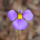 Слика од Lobelia heterophylla Labill.