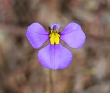 Plancia ëd Lobelia heterophylla Labill.