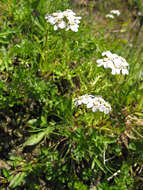 Слика од Achillea erba-rotta All.