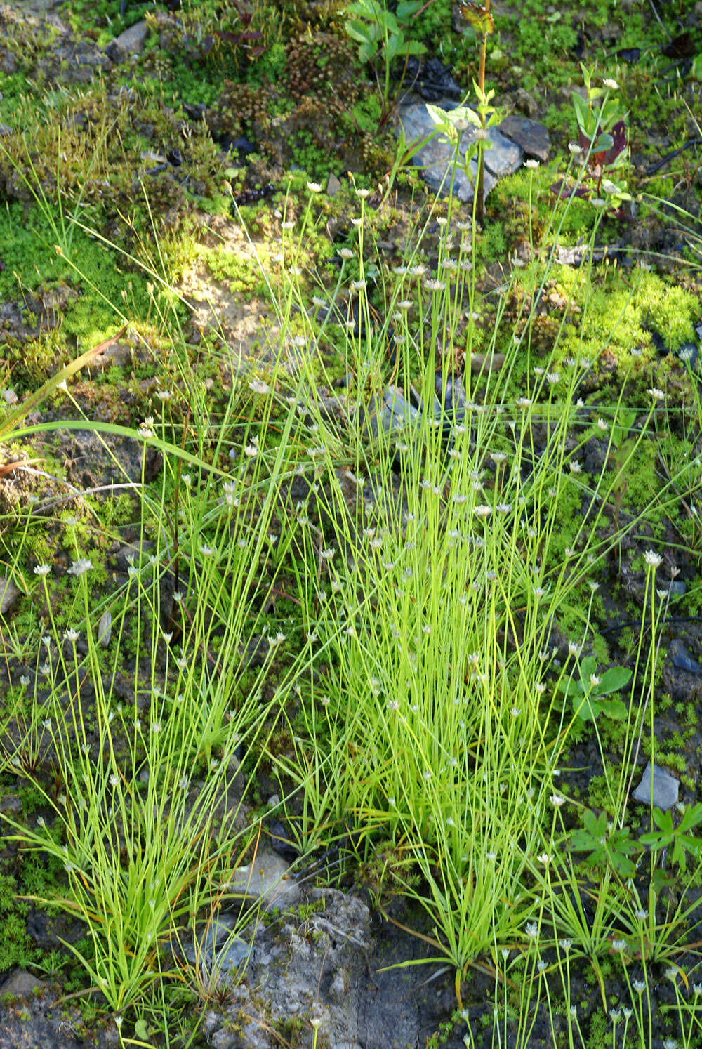 Sivun Eriocaulon decemflorum Maxim. kuva