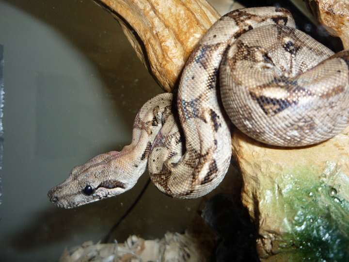 Boa constrictor imperator Daudin 1803 resmi