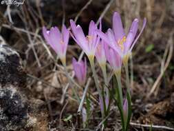 Image of Colchicum stevenii Kunth