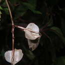 Image of Begonia hemsleyana Hook. fil.