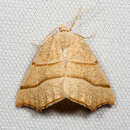 صورة Pherne subpunctata Hulst 1898