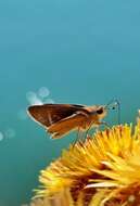 Image of Mediterranean Skipper