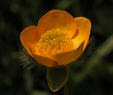 Image of Buttercup