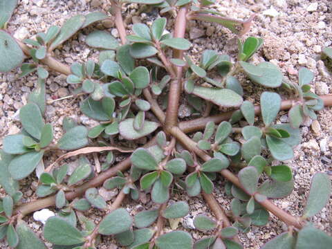 Image of common purslane