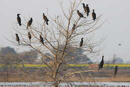 Image of Indian Cormorant