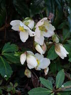 Image of black hellebore