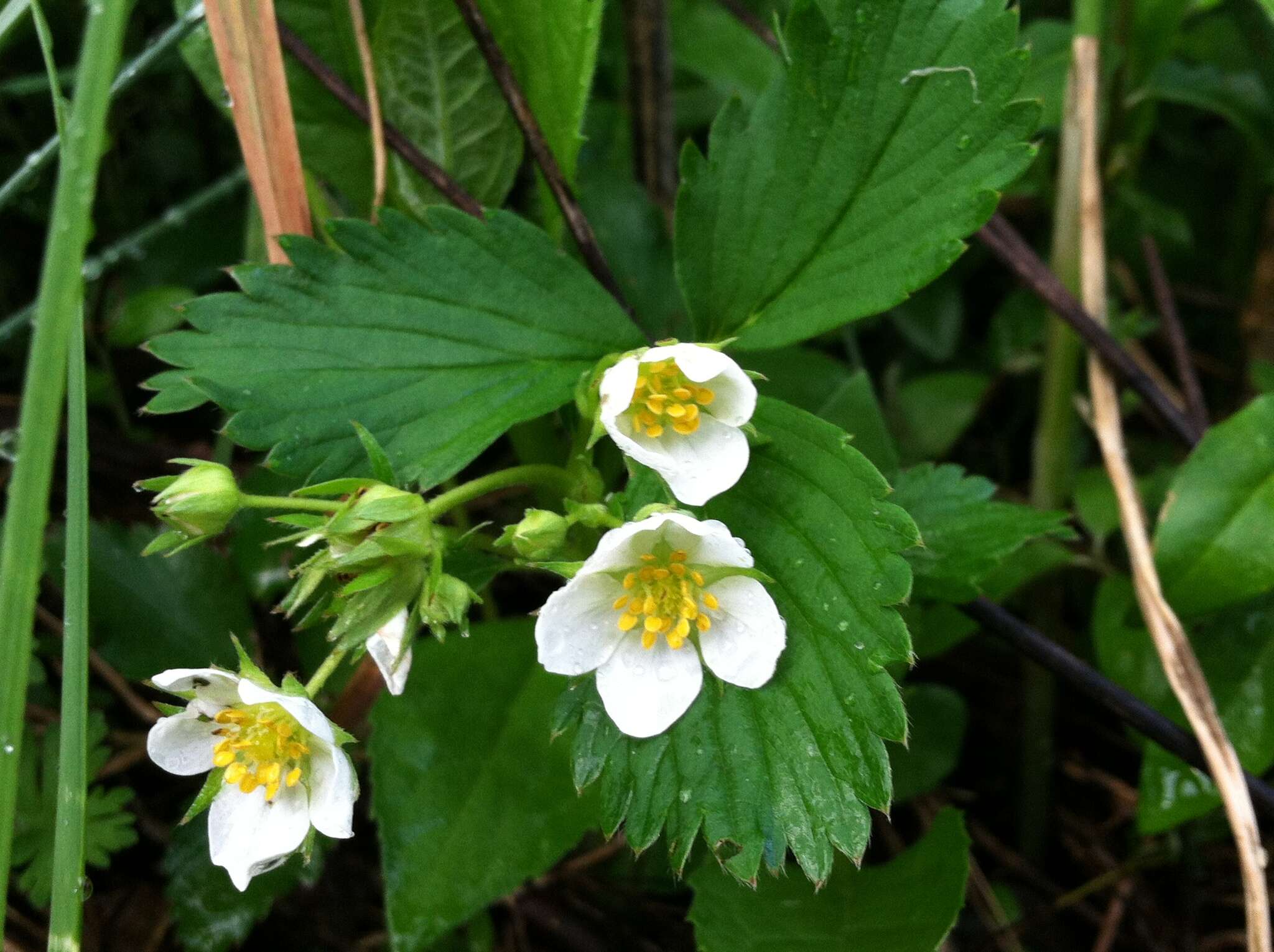 Image of woodland strawberry