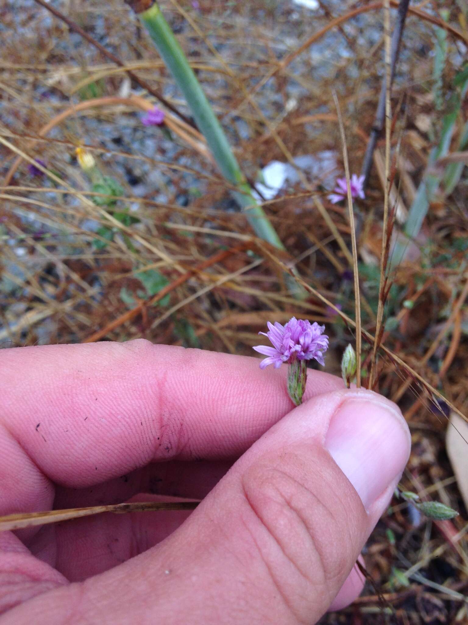 Plancia ëd Lessingia hololeuca Greene