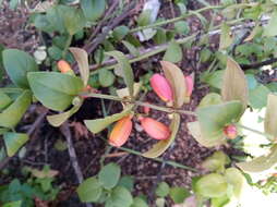 Image of Halleria ligustrifolia Baker