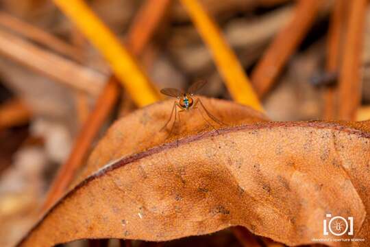 Imagem de Amblypsilopus dorsalis (Loew 1866)