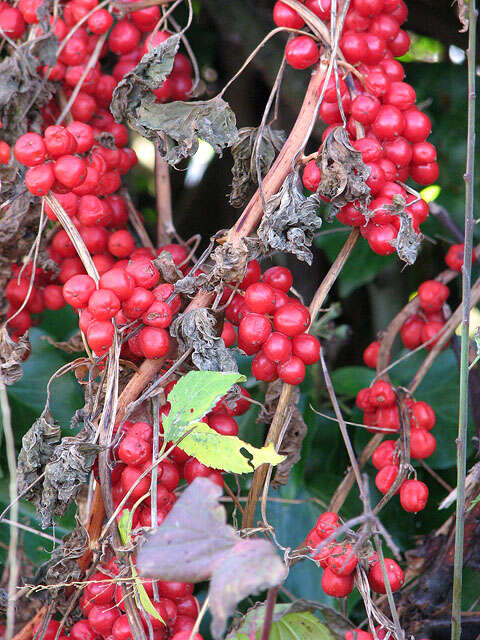 Image of Dioscorea communis (L.) Caddick & Wilkin