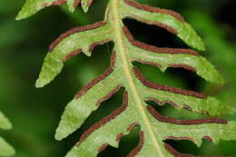 Image of Pteris epaleata D. J. Ohlsen