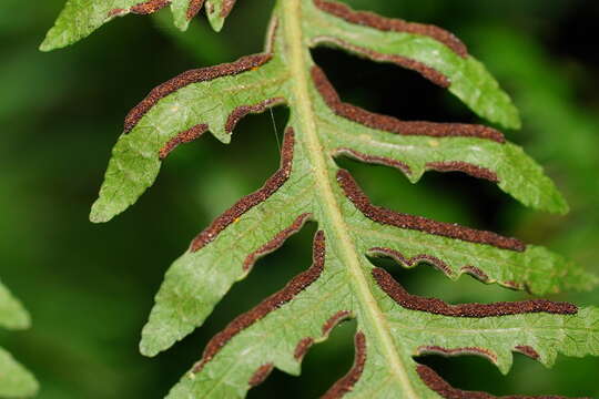 Image of Pteris epaleata D. J. Ohlsen