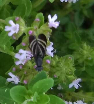 Image of Black Onion Fly