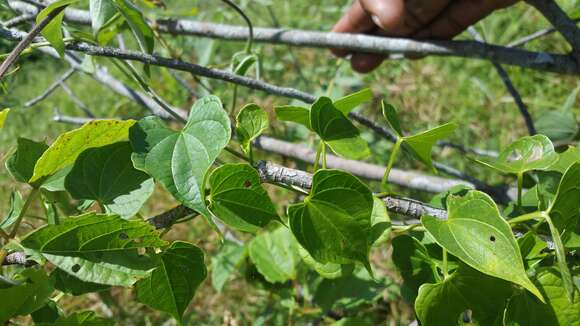 صورة Dioscorea bako Wilkin