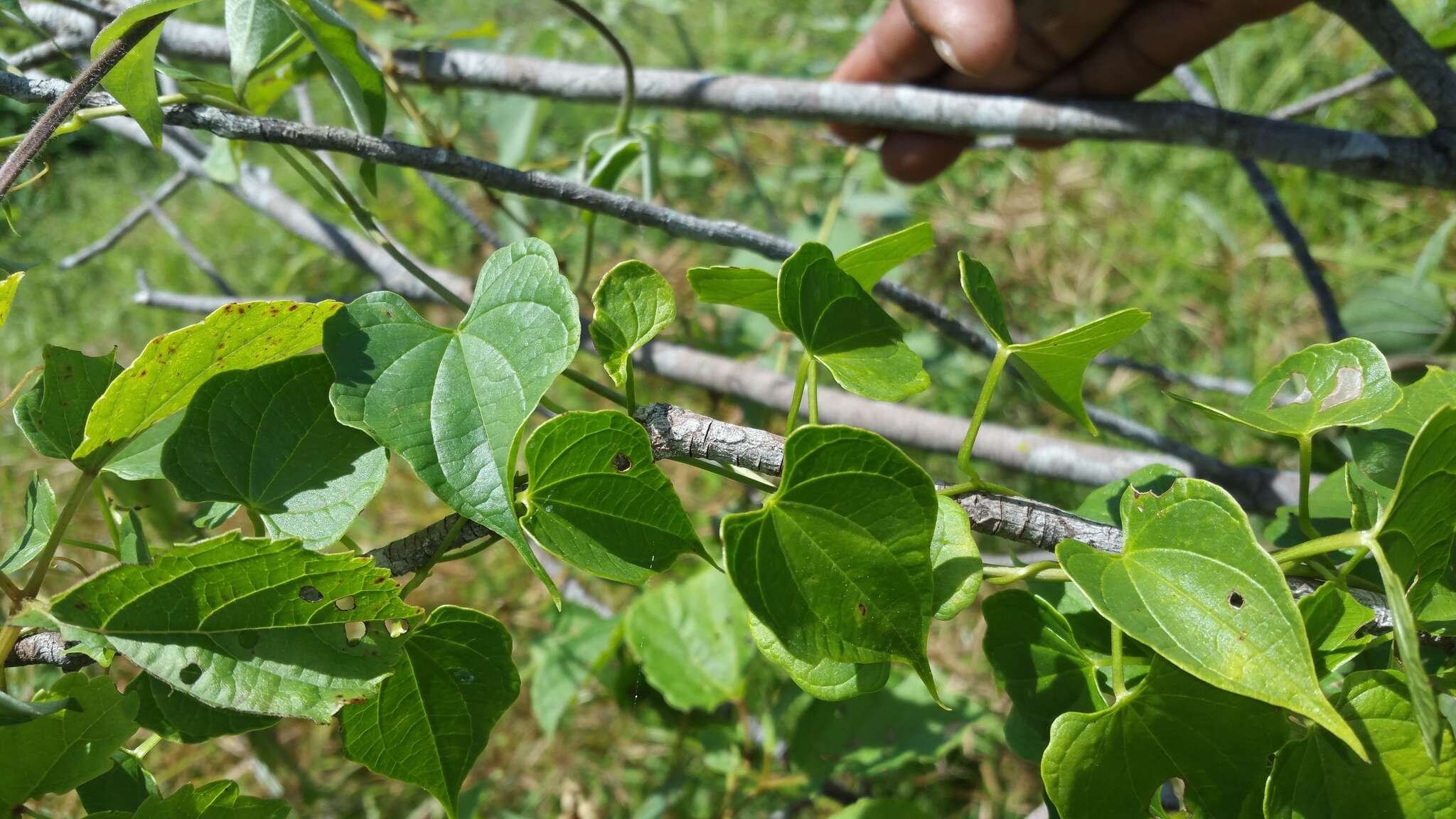 Sivun Dioscorea bako Wilkin kuva