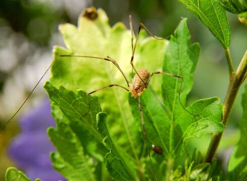 Image of Opilio canestrinii