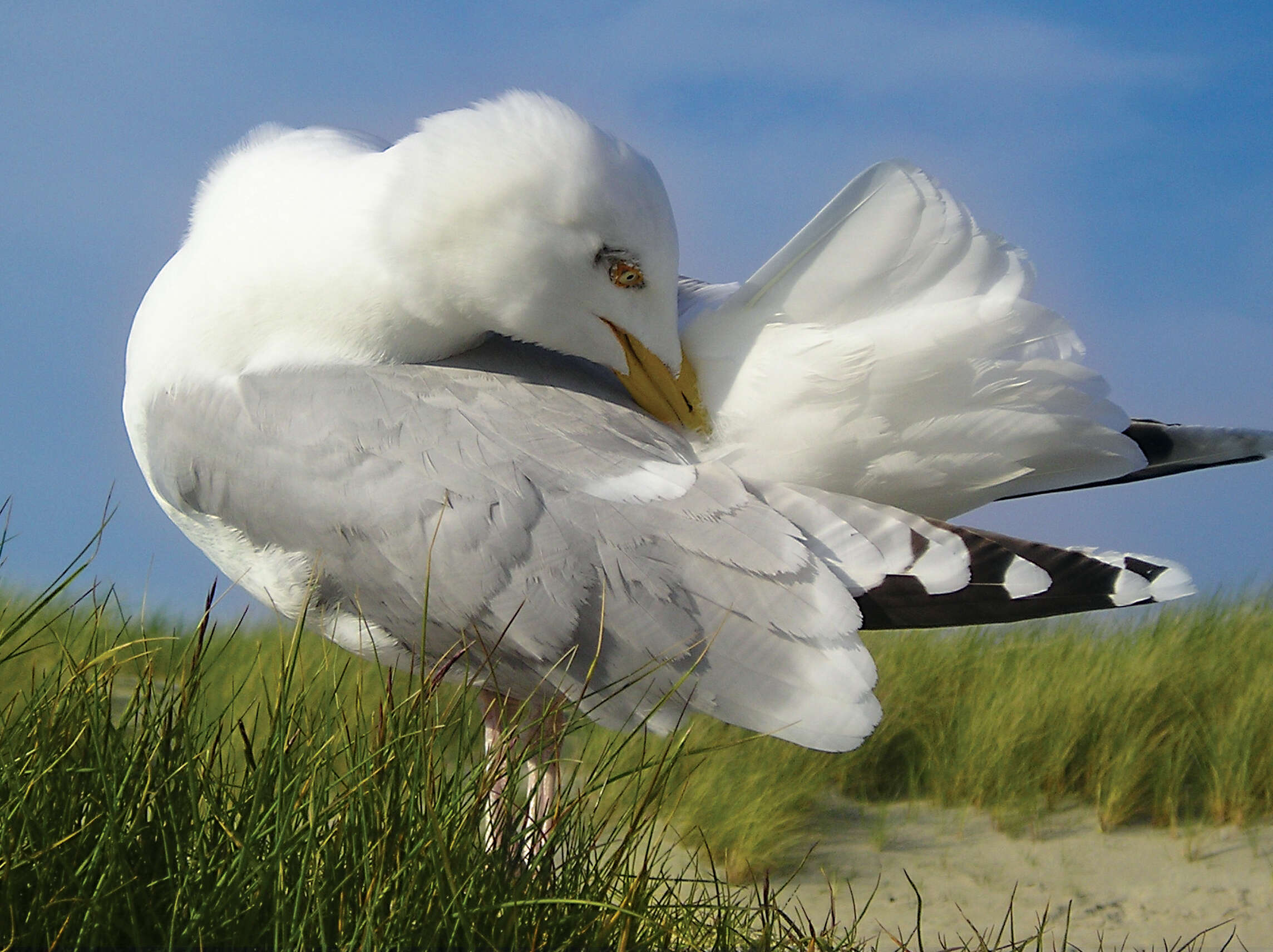 Image of European Herring Gull