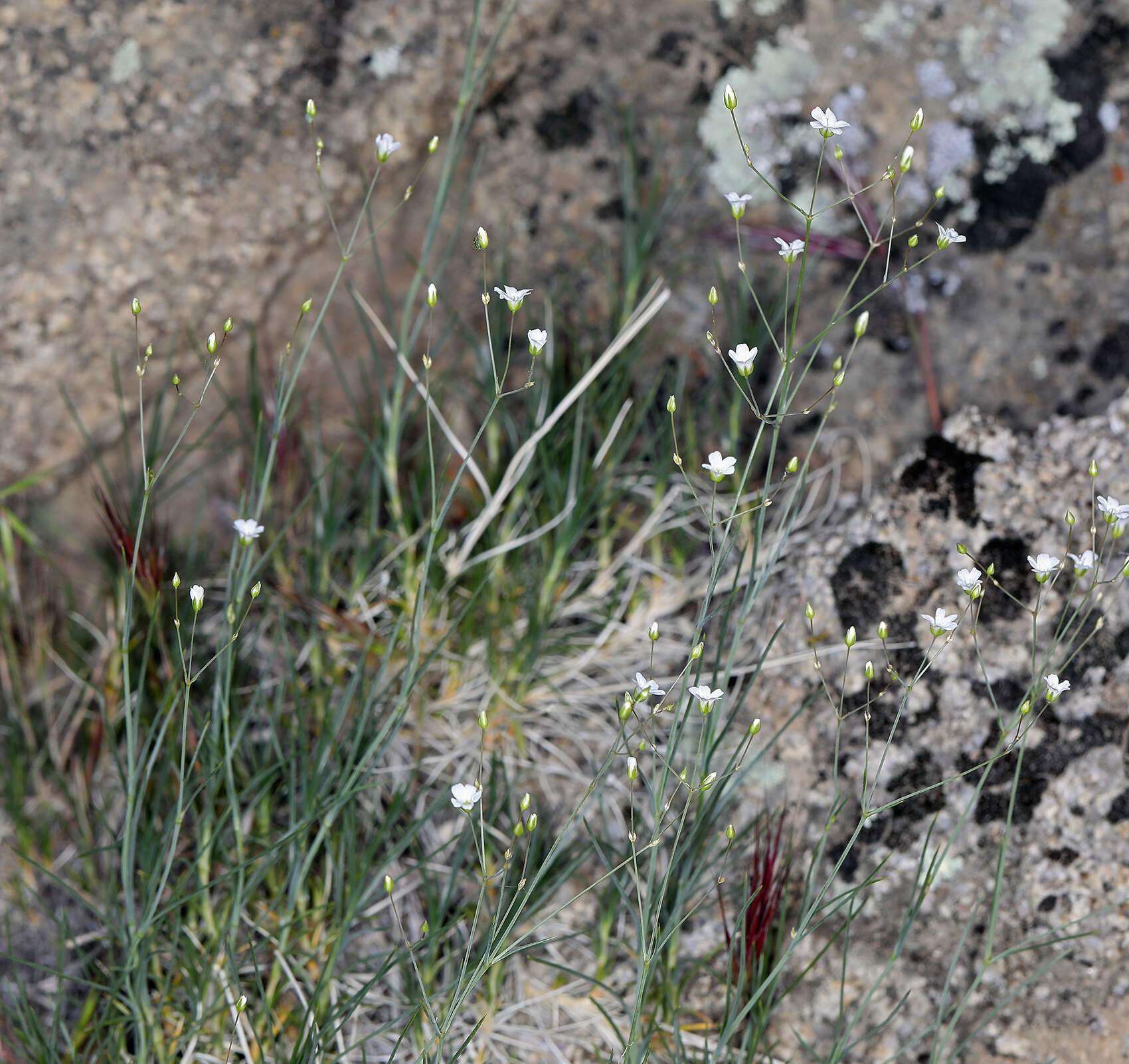 Image of Ferris' sandwort