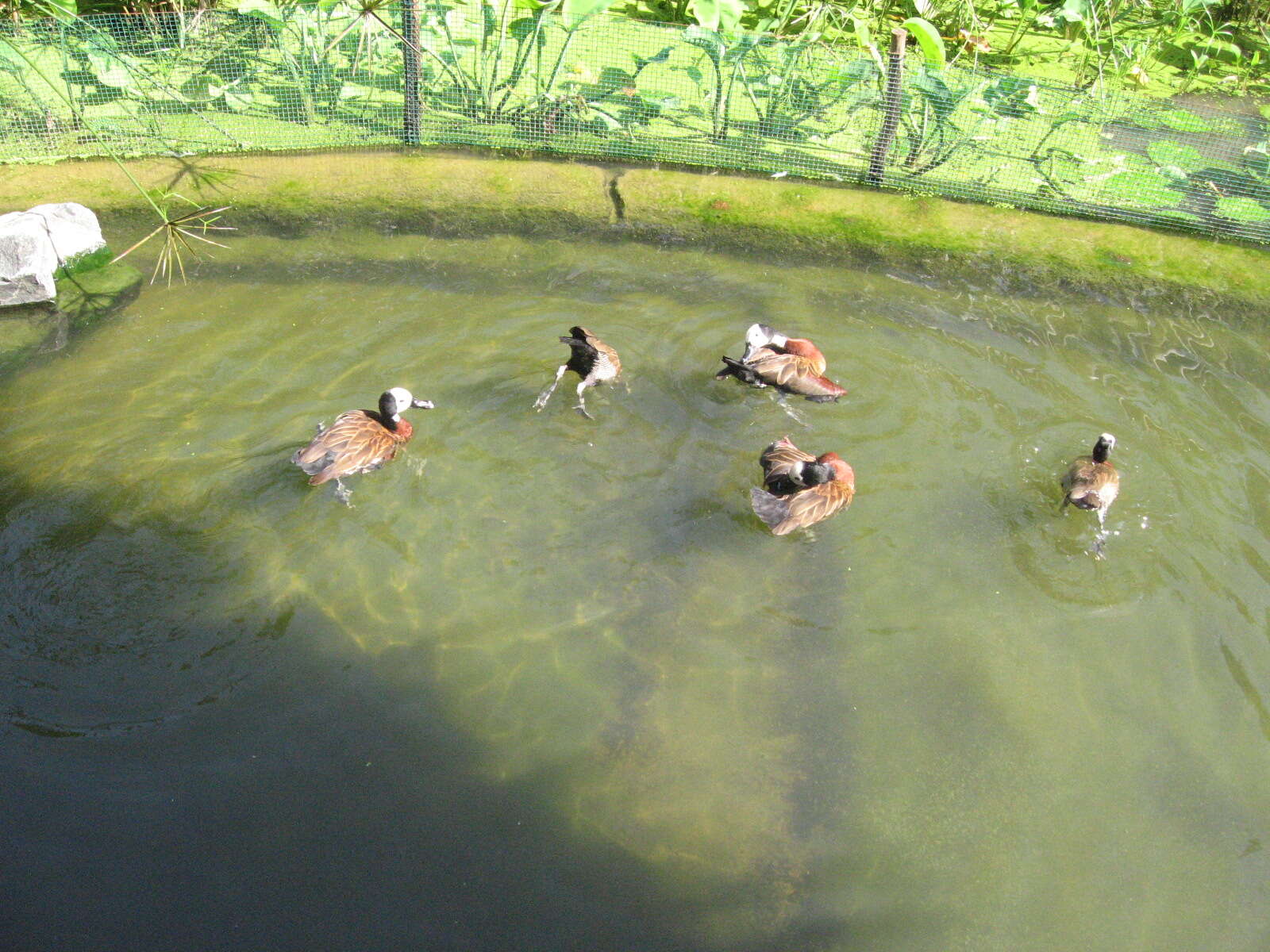 Image of White-faced Whistling Duck