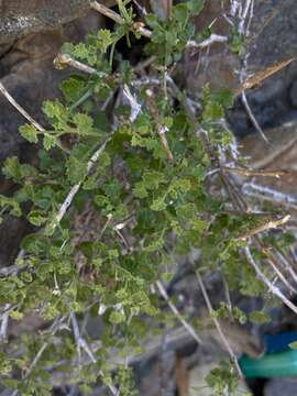 Plancia ëd Pleurocoronis laphamioides (Rose) R. King & H. Rob.